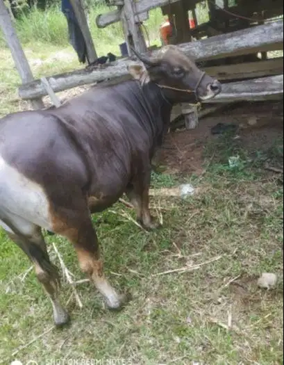 cicilan sapi bali 250kiloan 2jt/bln 10x siap sapi kurban 2027 rawatan