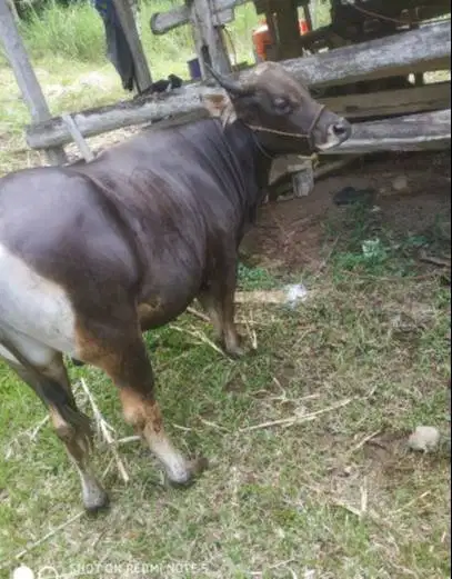 kredit sapi bali 250kiloan 2jt/bln 10x siap sapi qurban 2027 jamin top