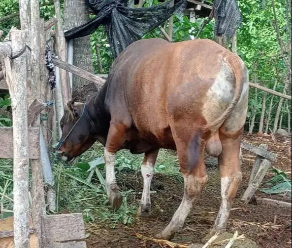 kredit sapi bali 250kiloan 2jt/bln 10x siap sapi qurban 2027 jamin top