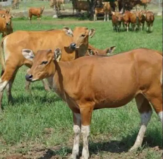 kredit sapi bali 250kiloan 2 jt/bln 10x siap sapi kurban 2027 rawatan