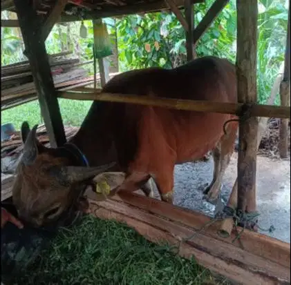 kredit sapi bali 250kiloan 2 jt/bln 10x siap sapi kurban 2027 rawatan