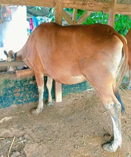kredit sapi bali 250kiloan 2jt/bln 10x siap sapi kurban 2027 jamin top