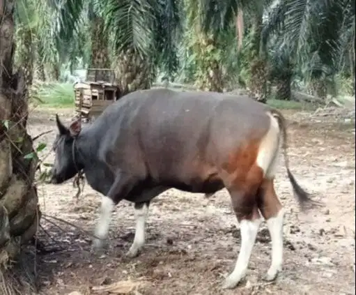 kredit sapi bali 250kiloan 2jt/bln 10x siap sapi kurban 2027 jamin top