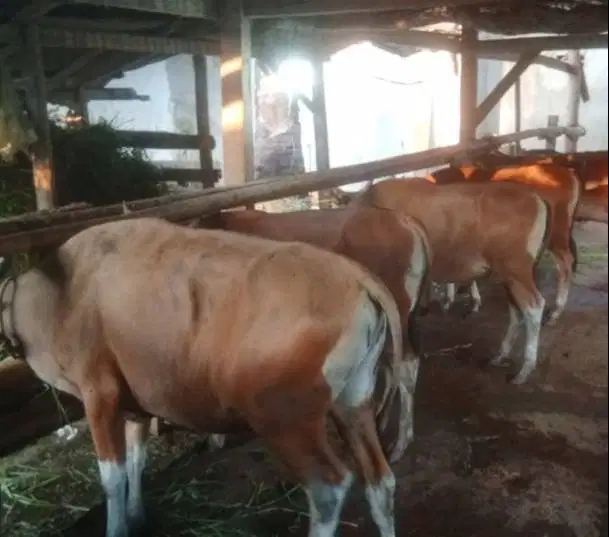 kredit sapi bali 250kiloan 2jt/bln 10x siap sapi kurban 2027 jamin top