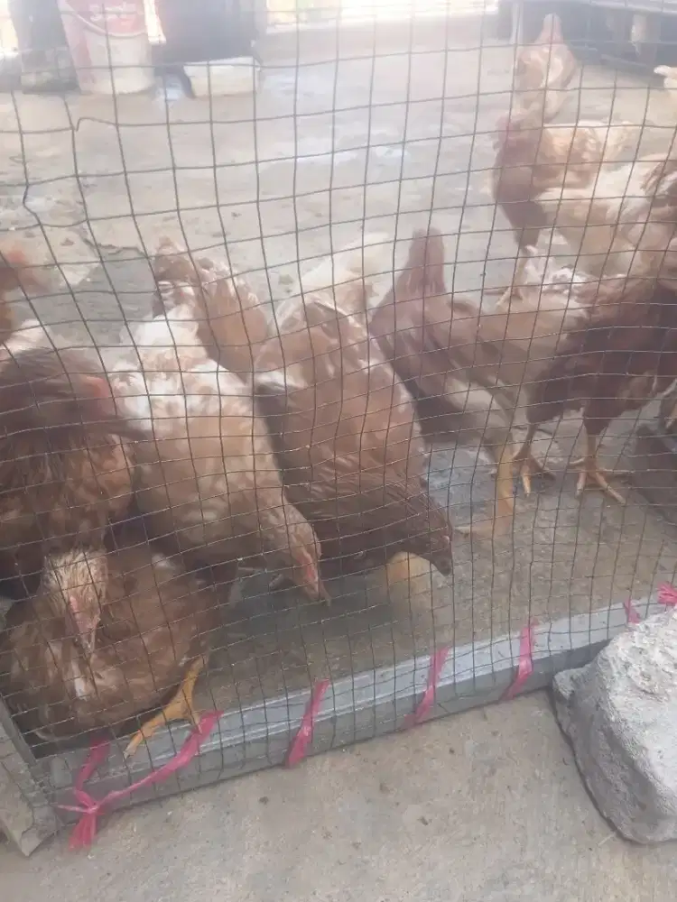 Ayam petelur umur 9 minggu harga 10 ekor rp 700 000