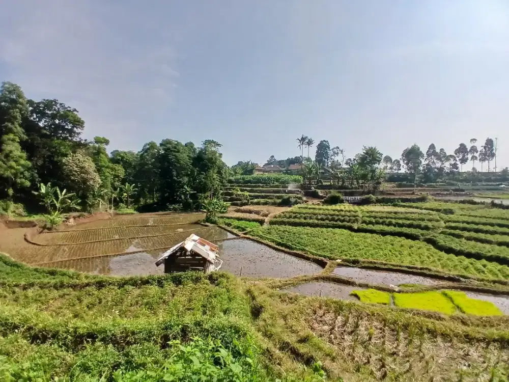 JUAL SAWAH PRODUKTIF PUNYA MATA AIR AKSES MOBIL