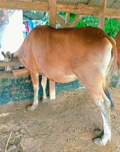 cicilan sapi bali 250kiloan siap qurban 2027 2jt/bln 10x jamin manteb