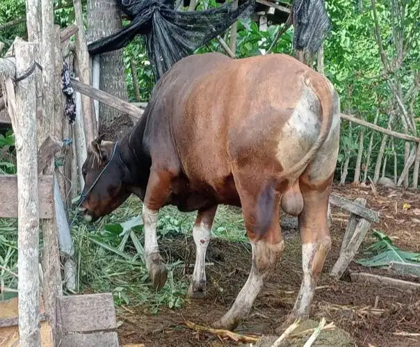 cicilan sapi bali 250kiloan siap qurban 2027 2jt/bln 10x jamin manteb