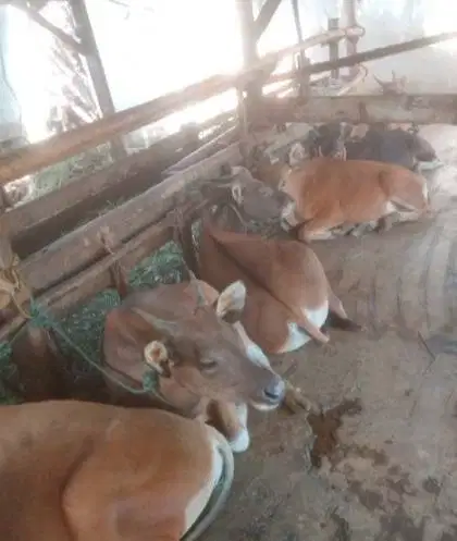 cicilan sapi bali 250kiloan siap qurban 2027 2jt/bln 10x jamin manteb