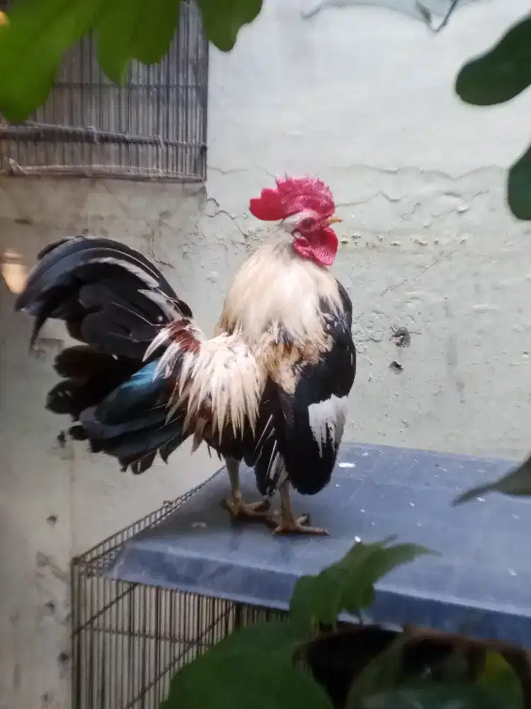 Ayam Kate untuk pacek / alarm subuh