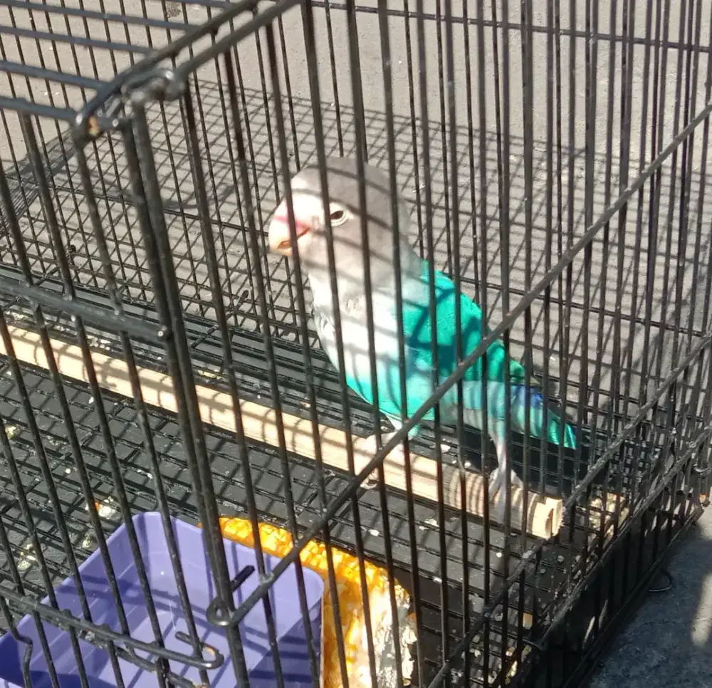 Jual Love bird Biru