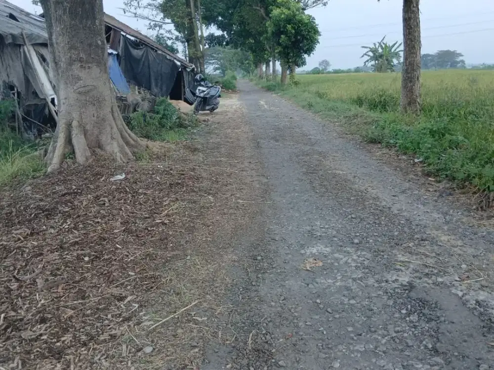 Sawah Murah Meriah dekat Umbul Demai Ijo, Ngawen, Klaten