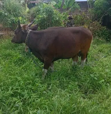 tabungan sapi bali qurban 250kiloan 2jt/bln 10x siap kurban 2027 puas