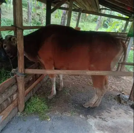 tabungan sapi bali qurban 250kiloan 2jt/bln 10x siap kurban 2027 puas