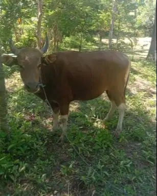 tabungan sapi bali qurban 250kiloan 2jt/bln 10x siap kurban 2027 puas