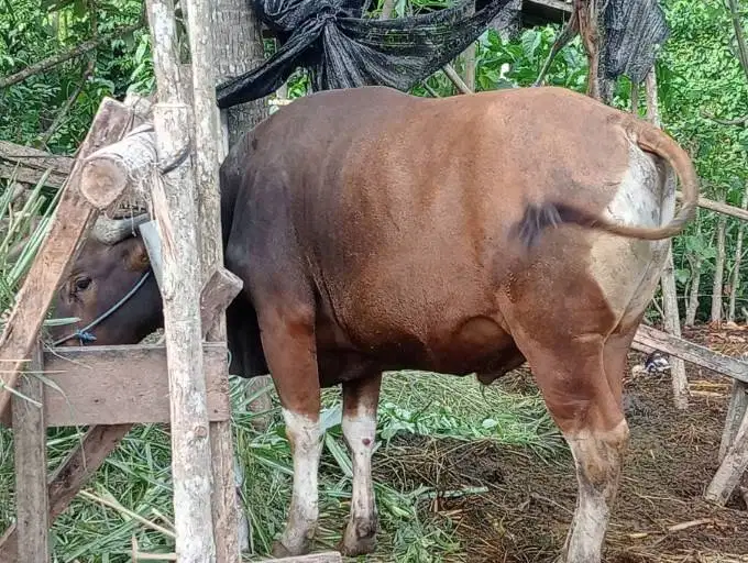 cicilan sapi bali 250kilo 2jt/bln 10x siap hewan qurban 2027 jamin top