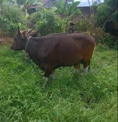 cicilan sapi bali 250kilo 2jt/bln 10x siap hewan qurban 2027 jamin top