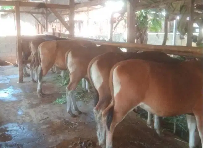 cicilan sapi bali 250kilo 2jt/bln 10x siap hewan qurban 2027 jamin top