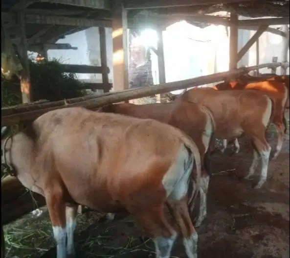 tabungan sapi bali qurban 250kiloan 2jt/bln 10x siap sapi kurban 2027