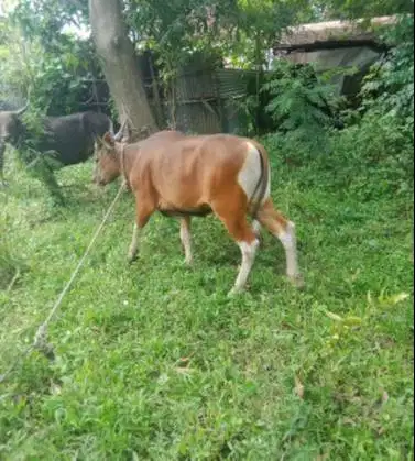 tabungan sapi bali qurban 250kiloan 2jt/bln 10x siap sapi kurban 2027