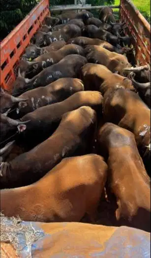 tabungan sapi bali qurban 250kiloan 2jt/bln 10x siap sapi kurban 2027
