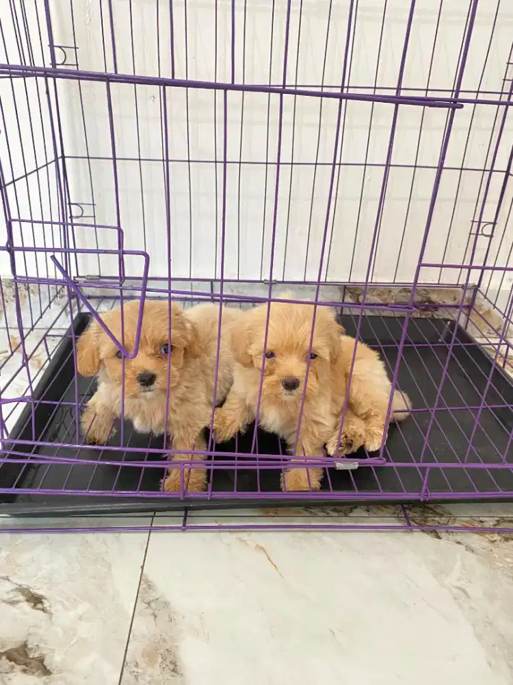 puppy poddllee 1.5 bulan jantan betina