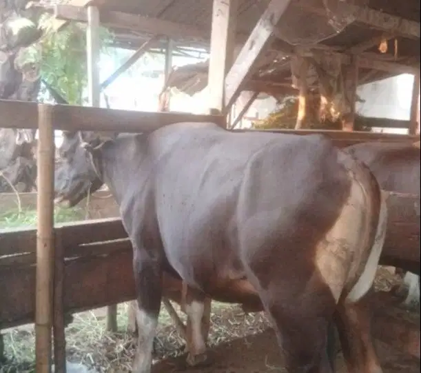 tabungan sapi bali 250kilo 2jt/bln 10x siap sapi kurban 2027 jamin top