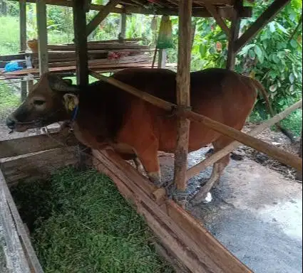 tabungan sapi bali 250kilo 2jt/bln 10x siap sapi kurban 2027 jamin top