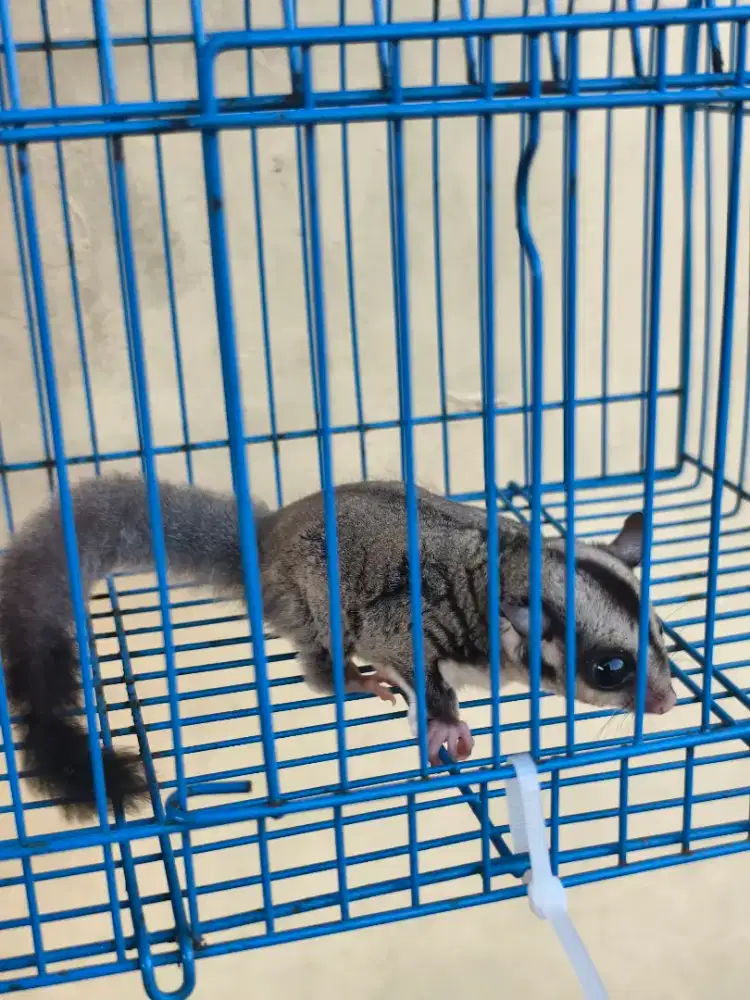 Sugar glider 2 bulan jantan sehat gemuk