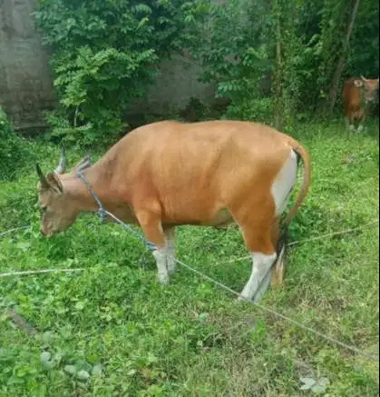 tabungan sapi bali 250kiloan 2 jt/bln 10x siap sapi qurban 2027 manteb