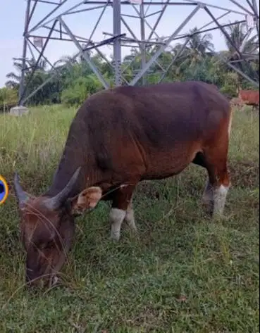 tabungan sapi bali 250kiloan 2 jt/bln 10x siap sapi qurban 2027 manteb