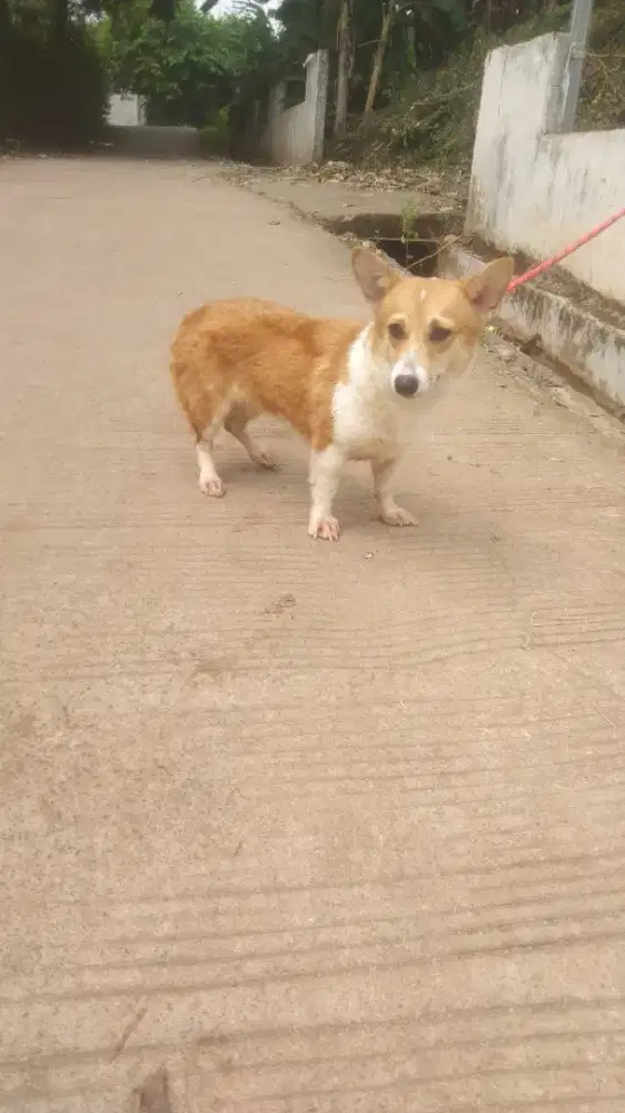 wels corgi betina 1 th
