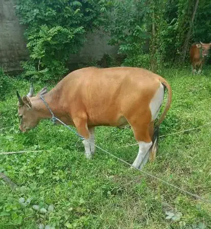 tabungan sapi bali 250kiloan 2jt/bln 10x siap sapi qurban 2027 manteb
