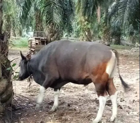 tabungan sapi bali 250kiloan 2jt/bln 10x siap sapi qurban 2027 manteb