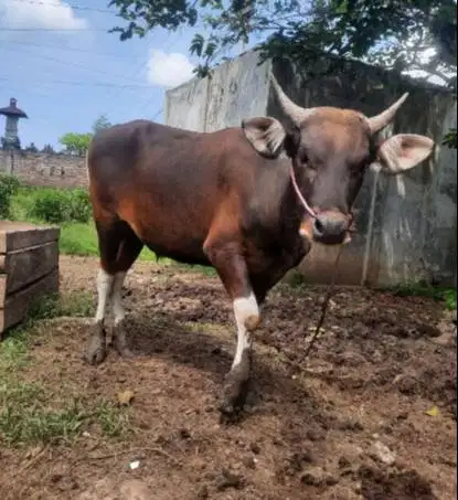 tabungan sapi bali 250kiloan 2jt/bln 10x siap sapi qurban 2027 manteb