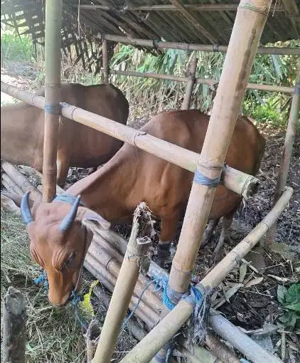 tabungan sapi bali 250kiloan siap sapi qurban 2027 2jt/bln 10x manteb