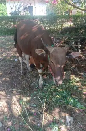 tabungan sapi bali 250kiloan siap sapi qurban 2027 2jt/bln 10x manteb