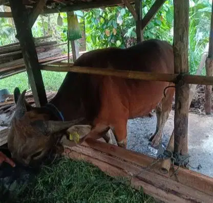 tabungan sapi bali 250kiloan siap sapi qurban 2027 2jt/bln 10x manteb