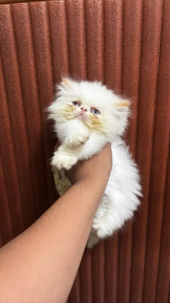 Himalaya red point peaknose