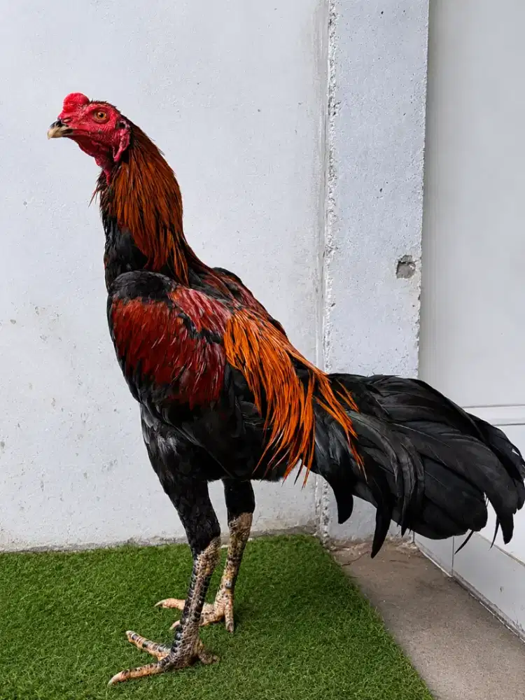 ayam Magon muda