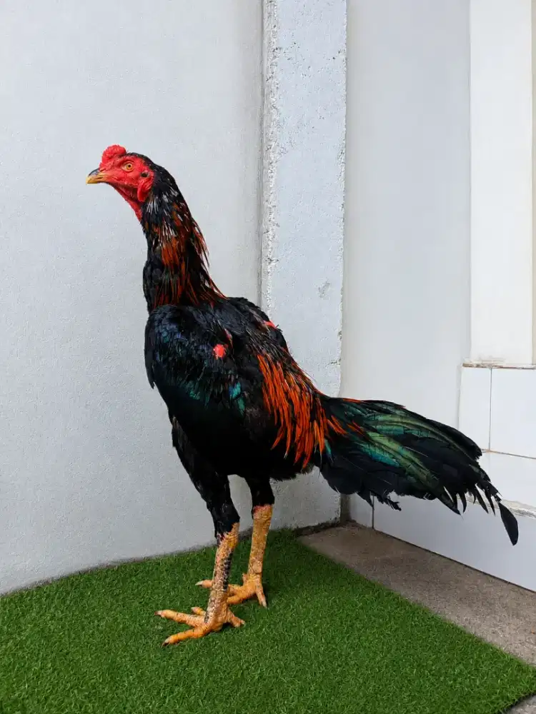 ayam koytrat muda