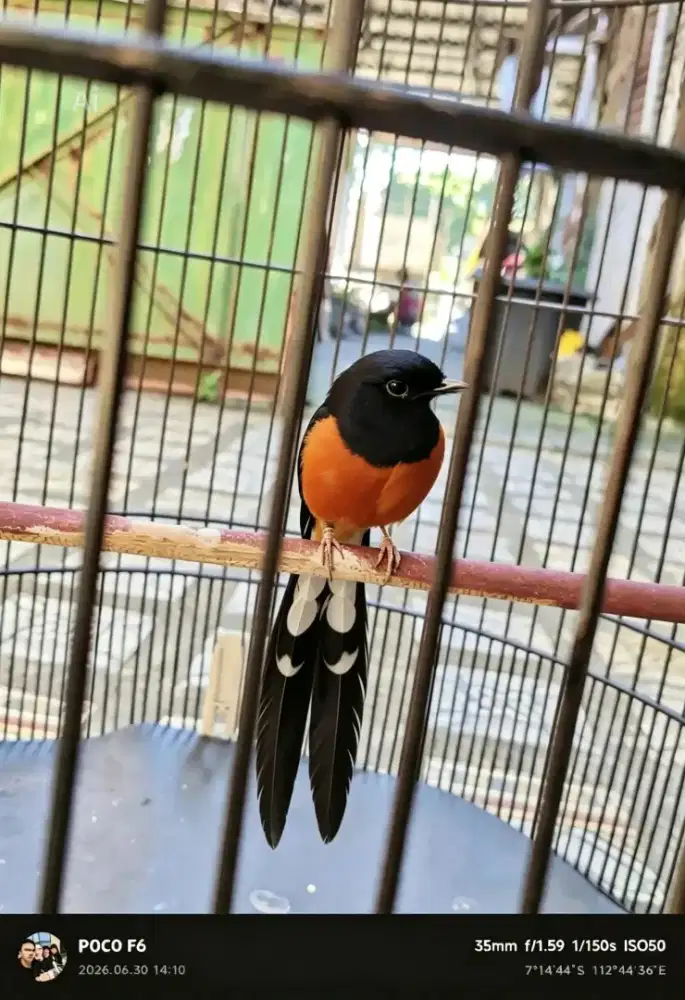 Murai batu Balak