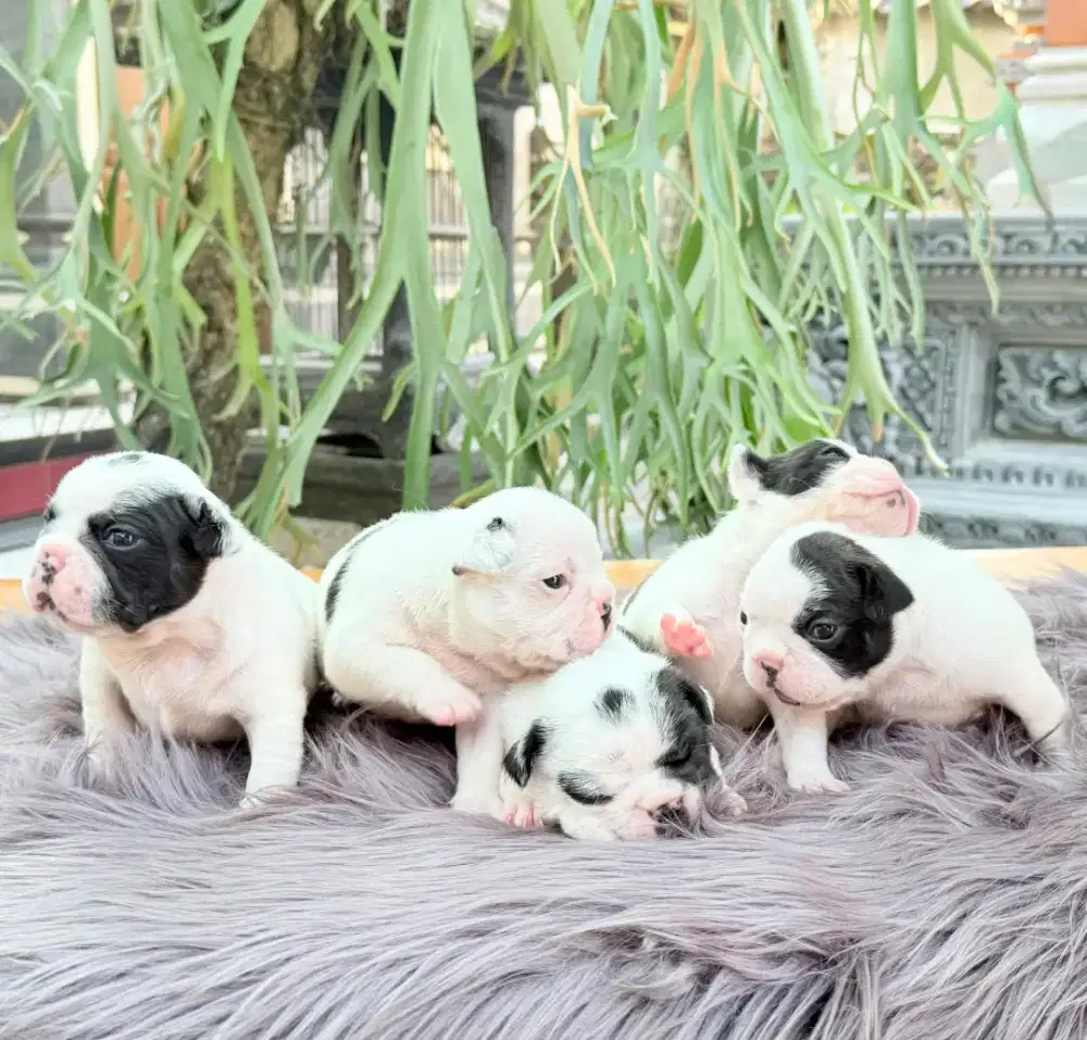 French Bulldog Puppies
