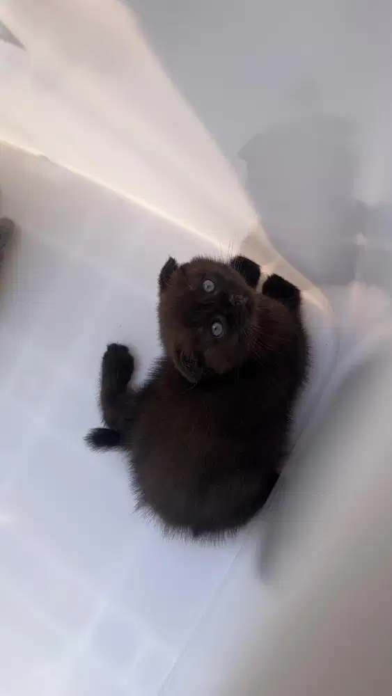 Kiiten BSH mix Scottish fold