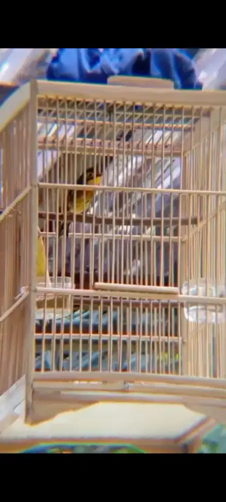 Robin Sang Legen 1700.000