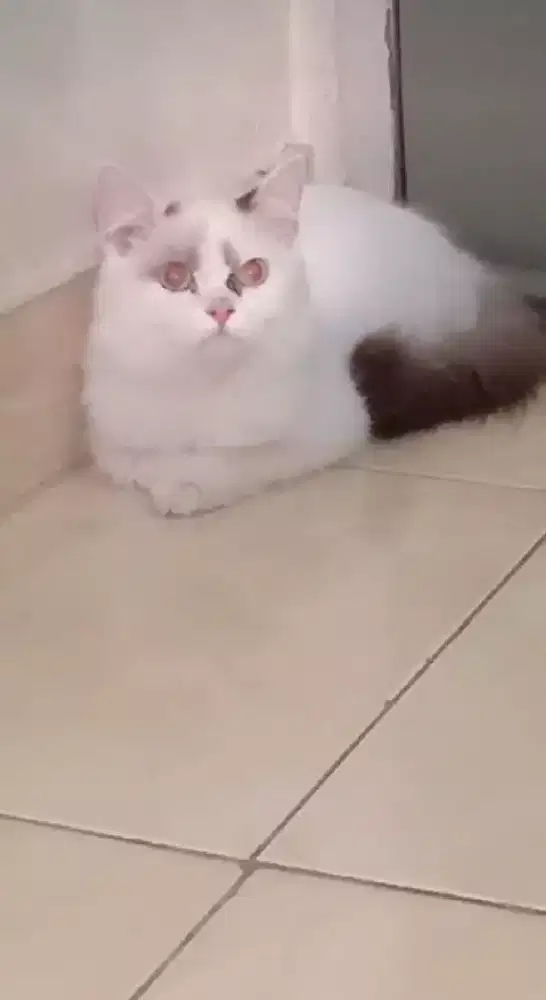 Ragdol betina ( bogor)