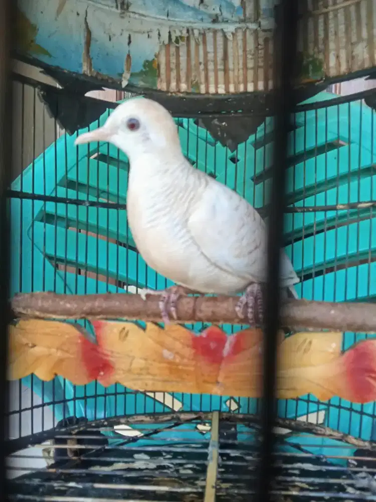 di jual perkutut udanmas mm