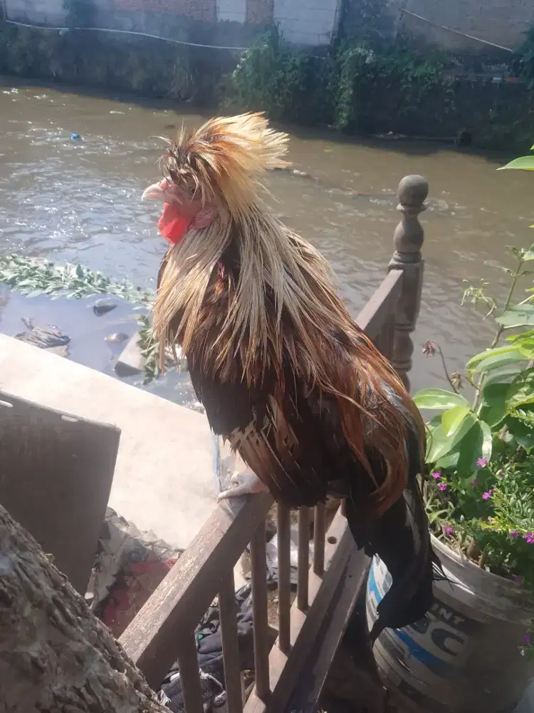 Ayam hias jambul