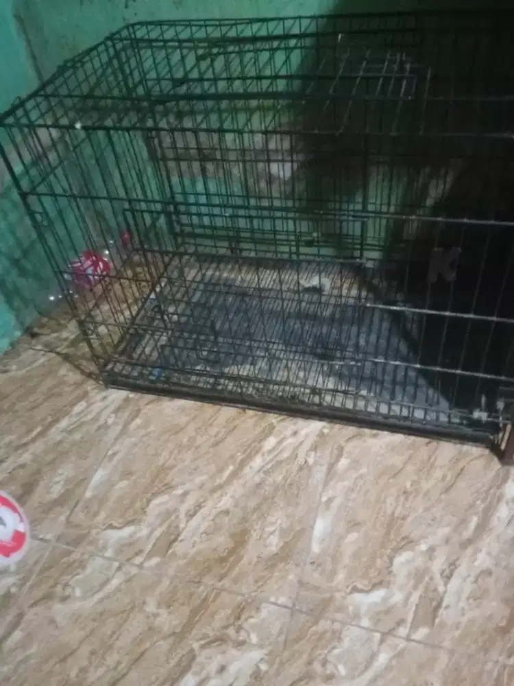 Di jual kandang kucing