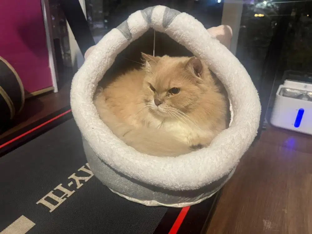 Jasa ART pulang pergi. Khusus yg bisa ada kucing